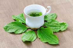 Dùng cây mã đề theo cách này người nghiện thuốc lá 20 năm cũng có thể cai vĩnh viễn sau 7 ngày
