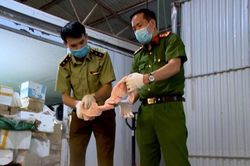 Hà Nội: Kiểm tra kho lạnh phát hiện hơn 6 tấn nầm lợn, chân gà nghi nhập lậu