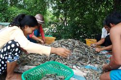 Dịch COVID-19 gây khó khăn nhưng cũng mở ra cơ hội cho ngành tôm