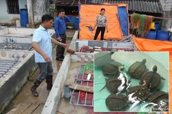 Nông dân Nghệ An nuôi ba ba, lươn sinh sản thu 200 triệu đồng/năm