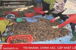 Ngư dân Lộc Hà tất bật vì... du khách
