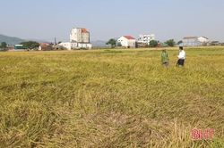Kỳ Anh triển khai thành công hàng trăm héc-ta cánh đồng lớn