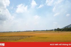Tăng cường sử dụng các giống lúa chất lượng cao