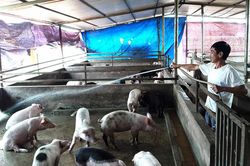 Tái đàn lợn khó khăn vì khan hiếm giống