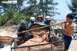 Ngư dân Quảng Nam bỏ túi bạc triệu mỗi ngày nhờ trúng đậm ruốc đỏ