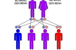 Bệnh Thalassemia có thể phòng ngừa