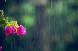 Cuộc thi viết Trà sữa cho tâm hồn: Gửi cậu, cơn mưa tình đầu!