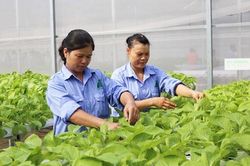 Đưa công nghệ cao vào sản xuất nông nghiệp
