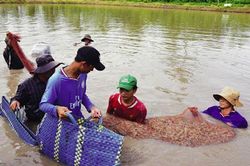 Cà Mau: HTX thủy sản Cái Bát mở 'cánh cửa' mới cho nông hộ nuôi tôm