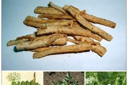 Dưỡng phế chữa khàn tiếng