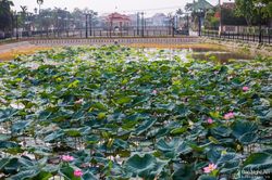 Chiêm ngưỡng những đầm sen nở rộ ở quê Bác