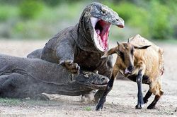 Rồng Komodo - quái thú 'như khủng long' còn sót lại trên Trái Đất đáng sợ thế nào?