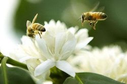 Hoa cà phê trắng muốt