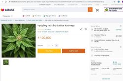 Hạt giống cần sa bán đầy 'chợ mạng'