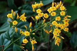 Giận chồng, người vợ 19 tuổi ăn lá ngón quyên sinh