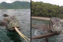Khoảnh khắc kinh hoàng khi đối mặt với rồng Komodo ngoài khơi Indonesia