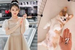 'Phận làm sen' không lối thoát như Linh Ka: Vừa tậu boss chưa lâu đã 'giận tím người' vì cún cưng cắn nát đồ hiệu của người khác