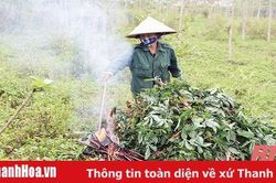 Tiêu hủy 1.250 ha sắn bị nhiễm bệnh khảm lá sắn