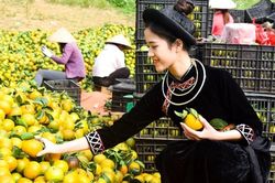 3 ưu điểm vượt trội Phân bón Văn Điển mang lại cho trái cam sành Tuyên Quang