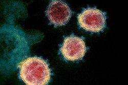 Tìm thấy ở dơi một virus họ hàng gần với SARS-CoV-2