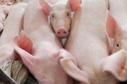 Giá heo hơi hôm nay 12/5: Tiếp tục tăng mạnh, sát mức 100.000 đồng/kg