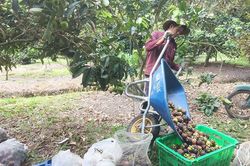 Ăn trái măng cụt hôm nay nhớ chuyến du ngoạn ngày xưa