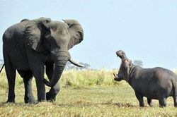 Hà mã dũng mãnh đối đầu với voi