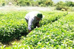 Giải pháp loại nhiễm vi khuẩn gây bệnh, ký sinh trùng và nitrat tối ưu trên rau ăn sống