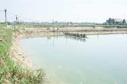Dịch bệnh trên tôm nuôi diễn biến phức tạp