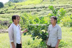 Điểm sáng trong phát triển kinh tế ở Hồng Ngài