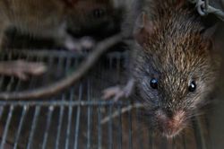 Hàng loạt người Hong Kong nhiễm virus viêm gan một cách bí ẩn từ chuột