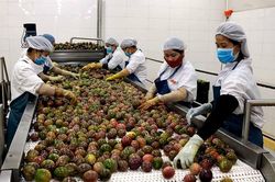 Liên kết cung ứng giống và tiêu thụ chanh dây: Giải pháp bền vững