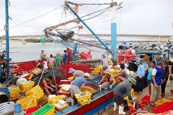 Nhiều giải pháp chống khai thác hải sản bất hợp pháp