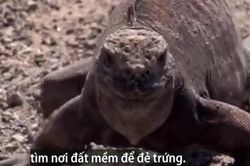 Kỳ đà trôi dạt vào bờ bị chim ưng tập kích