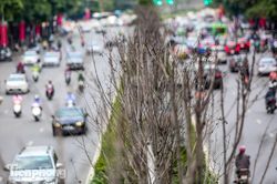 Đầu hè, hàng phong lá đỏ ở phố Hà Nội giờ ra sao?