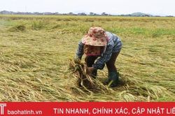 Hàng trăm ha lúa xuân ở Hà Tĩnh đổ ngã trước ngày thu hoạch