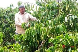 Từ cậu bé mồ côi thành ông chủ vườn cà thu nhập tiền tỉ nơi cao nguyên Kon Tum