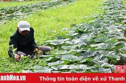 Xã Thọ Lâm chú trọng phát triển kinh tế
