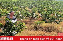 Cây ổi trên đất Thạch Thành