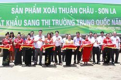 Xoài Thuận Châu 'xuất ngoại'