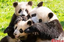 Trung Quốc xét nghiệm COVID-19 cho 'quốc bảo' gấu trúc