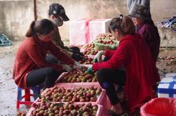 200 thương lái Trung Quốc đổ sang lùng mua vải thiều Việt Nam