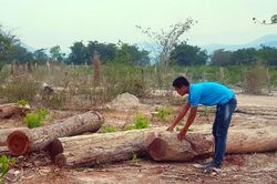Rừng Chư Drăng 'chảy máu'