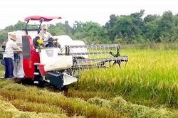 Nông nghiệp Hạ Hòa phát triển theo hướng nâng cao giá trị gia tăng và bền vững