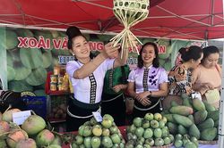 Thúc đẩy tiêu thụ xoài Yên Châu trong mùa dịch Covid-19