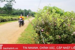 Đẹp, lạ những tuyến hàng rào hoa sim ở xã miền núi Hà Tĩnh