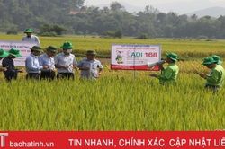 Hương Khê 'ngắm đích' 11.400 tấn lương thực vụ hè thu 2020