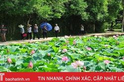 Ngẫm về sen ở Làng Sen...