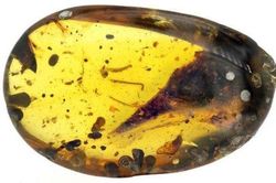 Tìm thấy khủng long ăn thịt 99 triệu tuổi trong miếng hổ phách
