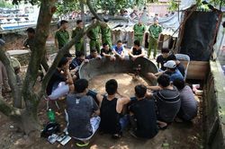15 đối tượng cầm 50 triệu hò hét 'cổ vũ' cho 2 chú gà đánh nhau để ăn tiền